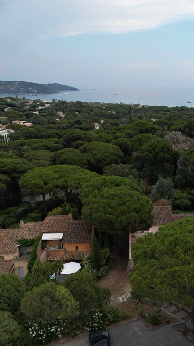 View over the pines toward the sea